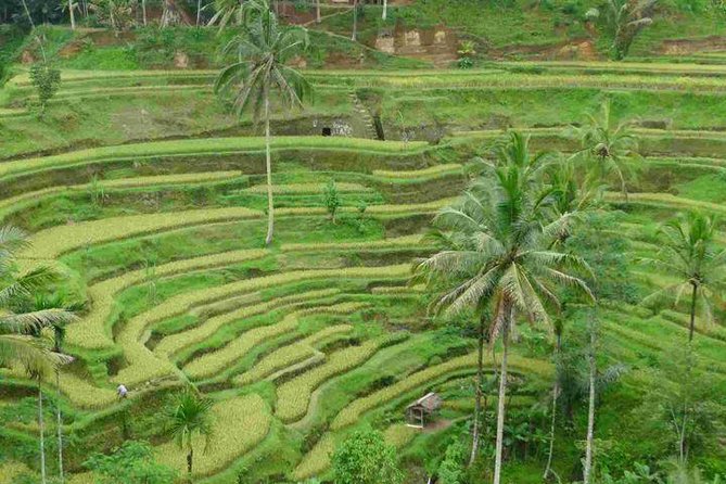 3 Days Sightseeing to the Famous Place in Bali - Day 2: UC Silver Gold, Tegenungan Waterfall, Kintamani highland, and Tegalalang’s rice views