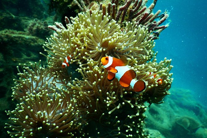 Amazing Blue Lagoon Snorkeling with Private Hotel Transfer - Upgrading to Kanto Lampo Waterfall or Gates of Heaven