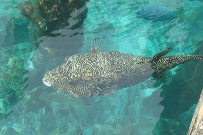 Amazing Blue Lagoon Snorkeling with Private Hotel Transfer - What the small-group setup feels like in real life