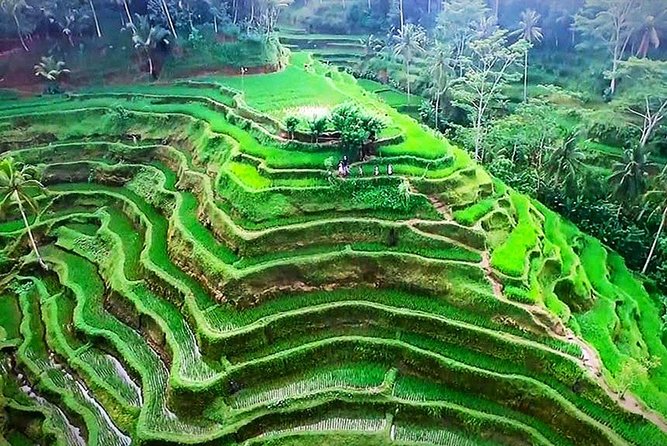 Bali 5 Days Private Tours Includes Air Port Transfers - What You’re Paying For: Value at $145 Per Person