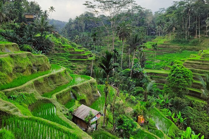 Bali Airport Pickup Transfer to Ubud Area (Private) - Why a private airport-to-Ubud transfer makes your first day easier