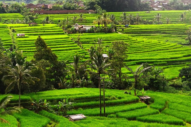 Bali: Bedugul Lake Temple, Banyumala Waterfall, UNESCO Rice Field - A one-day route that actually makes sense