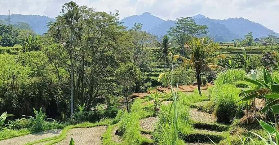 Bali: Besakih Temple and Sidemen Tour - Who should book this tour, and who should rethink it