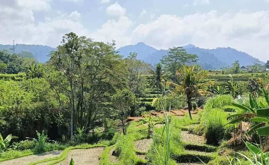 Bali: Besakih Temple and Sidemen Tour - Sidemen village hike: rice terraces, cool air, and Mount Agung views