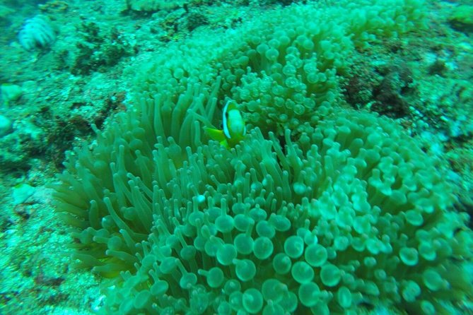 Bali Blue Lagoon Snorkeling Ticket And Transfer - Tanjung Jepun: crystal-clear water and Nemo-style sightings