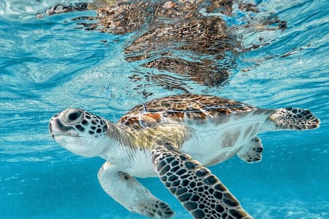 Bali Blue Lagoon Snorkeling with Optional Tour & Activities - Bias Tugel Beach: a reality check for swimmers (and a good thing for nervous first-timers)