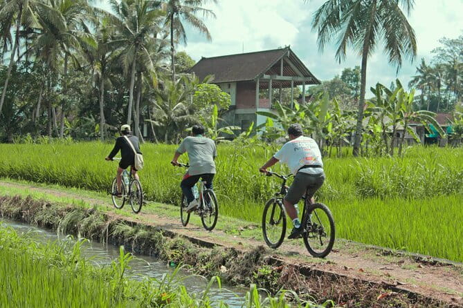 Bali Countryside Eco Cycling Tour include Lunch - Stop 2 in Kemenuh: The downhill adventure and the “rice to coffee” learning