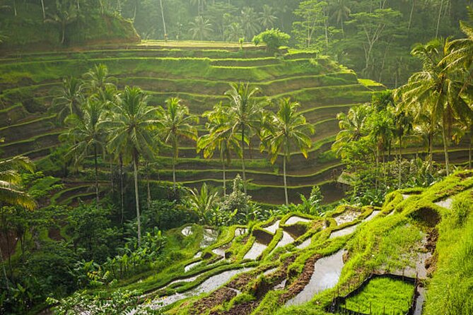 Bali Customized Private Tour - Route planning with an on-time driver: how to make it feel effortless