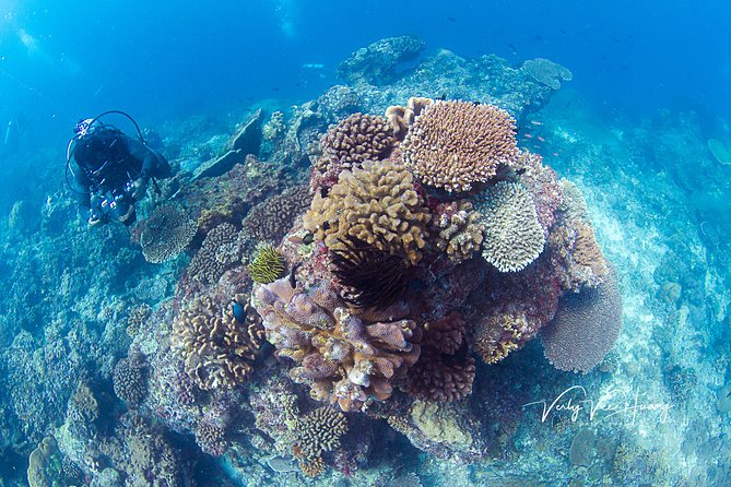 Bali Diving Day Trip-Manta Point/Tulamben Shipwreck-Fun Dive - Tulamben’s USAT Liberty wreck: why this site works for first-timers