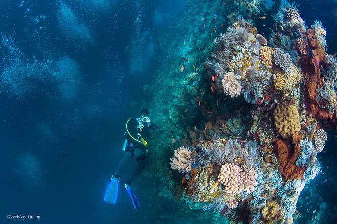 Bali Diving Day Trip-Manta Point/Tulamben Shipwreck-Fun Dive - Two shore-based underwater sessions: how the day unfolds