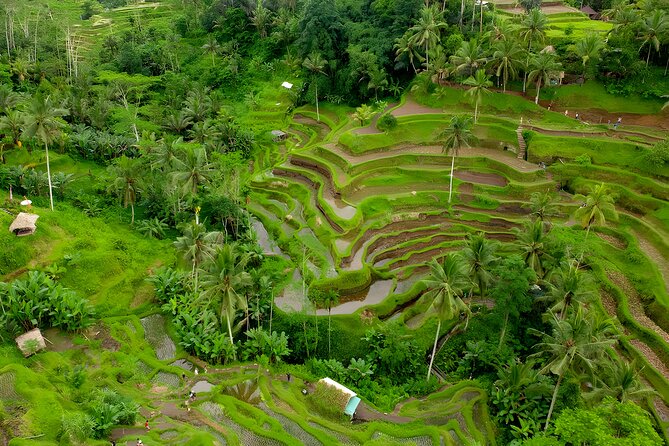 Bali Full-Day Car Charter: All About Ubud Destination Trip - Why This Ubud Day Works So Well From Seminyak