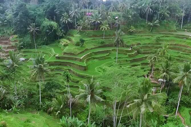 Bali Full-Day Car Charter: Ubud and Kintamani Volcano Trip - Stop 1: Tegenungan Waterfall and the Palm-Tree Entrance Feeling
