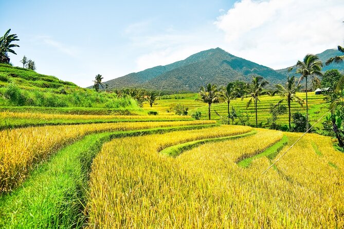 Bali Full-Day Private Customize Tour - Price and Logistics: How $50 Can Be Good Value Here