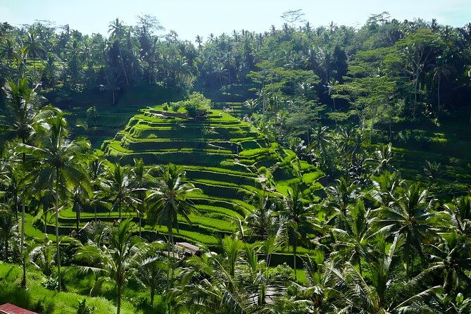 Bali Half Day-Tour: Ubud Night Trip Packages - Ubud Night Trip Packages from Seminyak: why this plan makes sense
