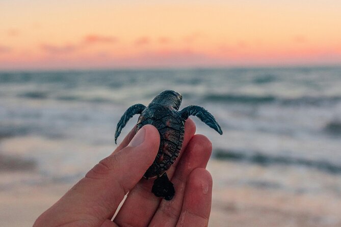 Bali Horse Riding and Turtle Release at Saba Beach - Key highlights you’ll actually feel