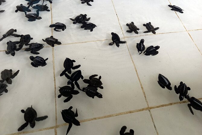 Bali Horse Riding and Turtle Release at Saba Beach - Stop 4: Tegenungan Waterfall (cool down and get your photos)