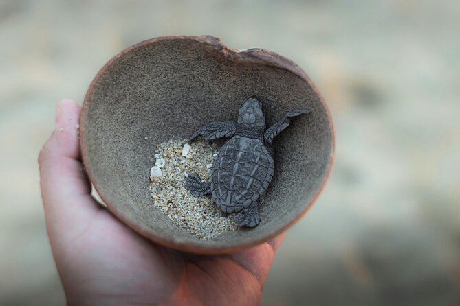 Bali Horse Riding and Turtle Release at Saba Beach - The guide makes a difference (and it shows in the reviews)