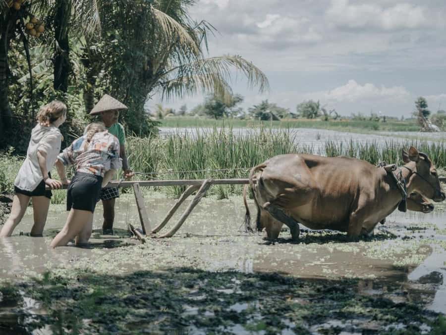 Bali: Local Village and School Tour with Lunch - Key highlights to look for
