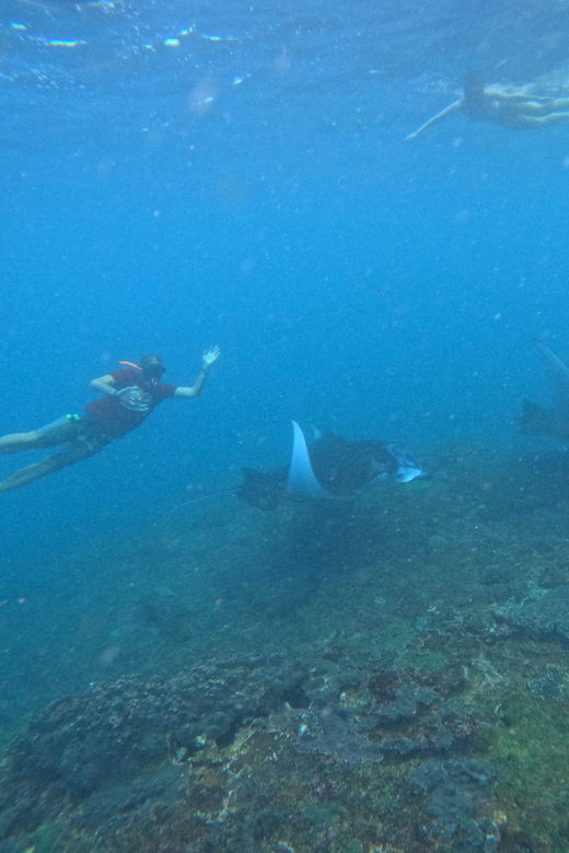 Bali: Nusa Penida Tour with Lunch & Manta Point Snorkeling - Gamat Bay and the coastal variety between swims
