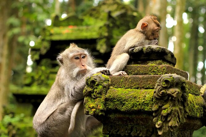 Bali Private Car Charter & Customize Tour With Driver English Speaking-Free WiFi - Who this Bali private charter is best for