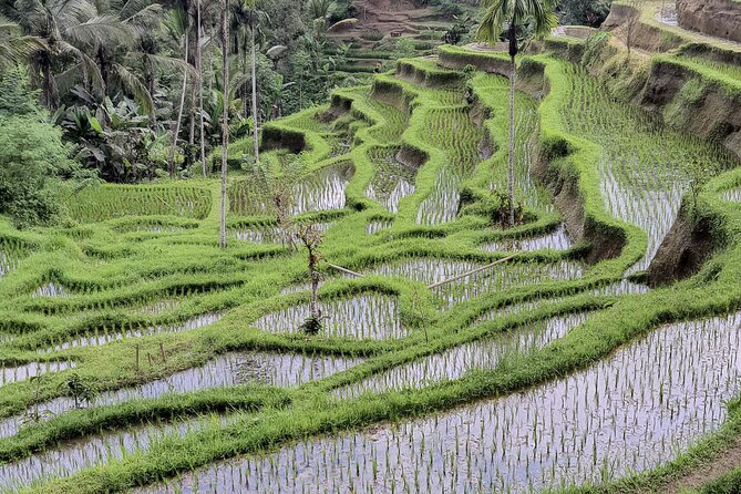 Bali Private Driver and Car for Customize Tours - Choosing 8 vs 10 Hours and Staying Sane