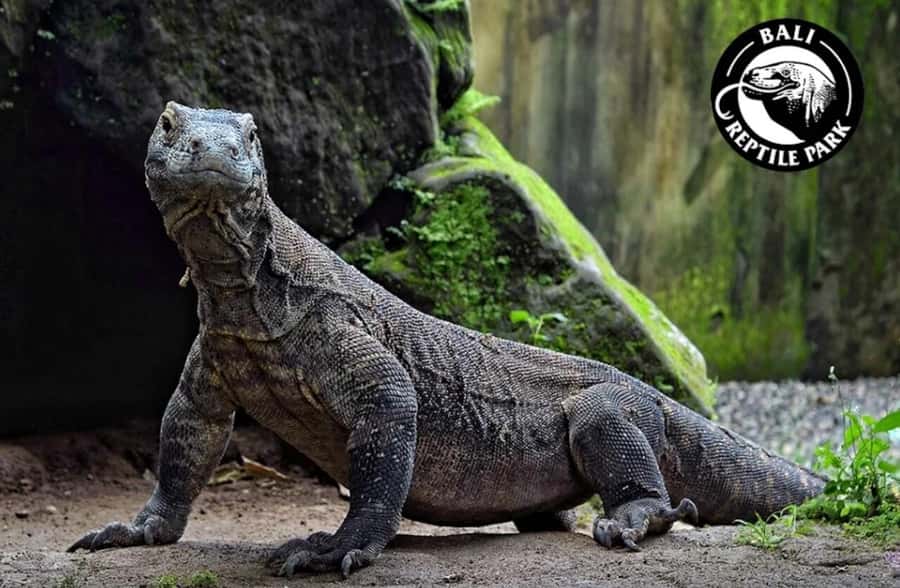 Bali Reptile Park 1-Day Admission Ticket - Key Highlights You’ll Feel During the Visit