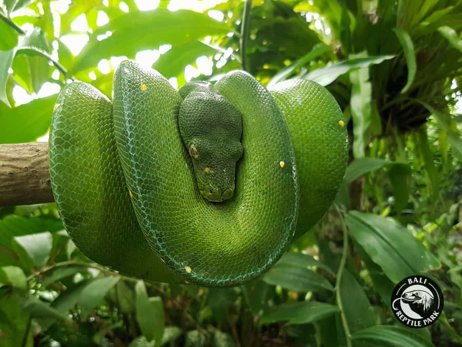 Bali Reptile Park 1-Day Admission Ticket - Why Bali Reptile Park Works for a Quick Stop in Gianyar