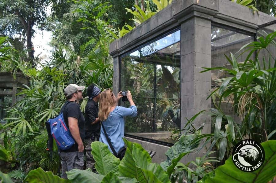 Bali Reptile Park 1-Day Admission Ticket - Lizard Walkthrough: From Geckos to Komodo Dragons