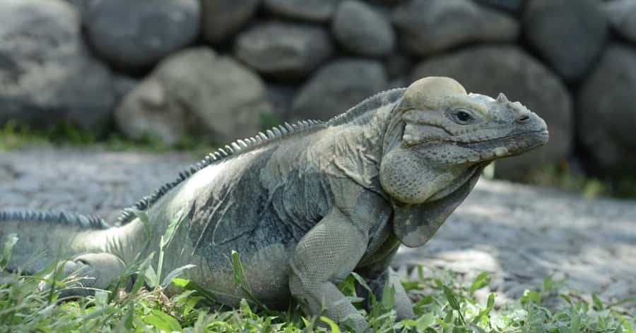 Bali Reptile Park 1-Day Admission Ticket - Snake Viewing: Safe Close-Up Areas and Clear Rules