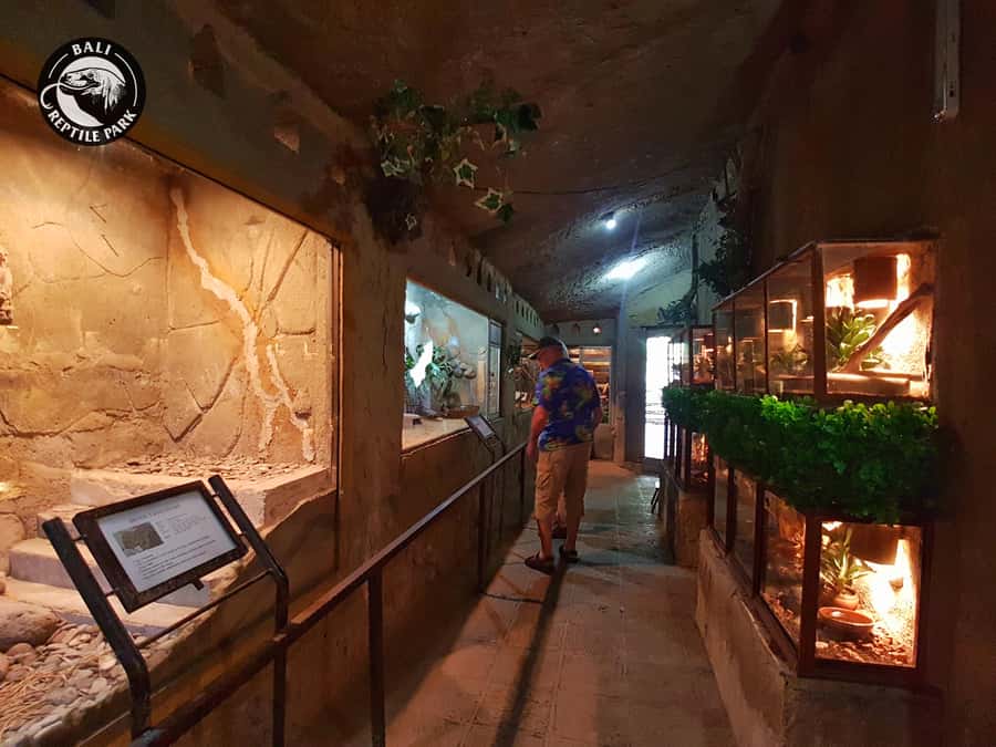 Bali Reptile Park 1-Day Admission Ticket - Turtle and Tortoise Section: A Calmer Pace for Great Photos