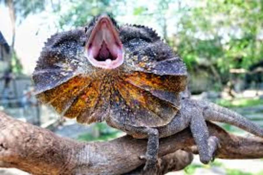 Bali Reptile Park 1-Day Admission Ticket - Hands-On Reptile Handling: Close-Up Photos, With Supervision
