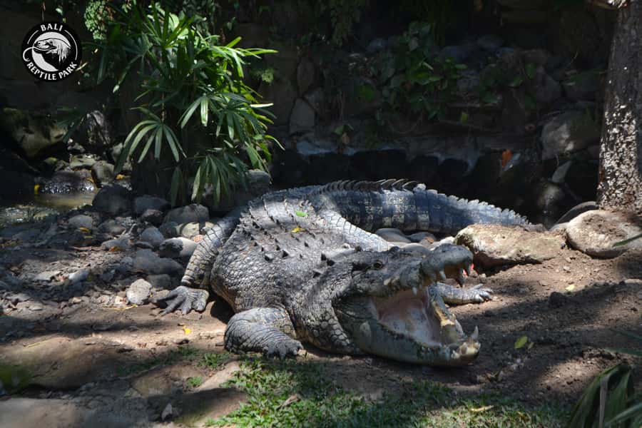Bali Reptile Park 1-Day Admission Ticket - English Zoo Guide Time: What You Learn Beyond the Signs