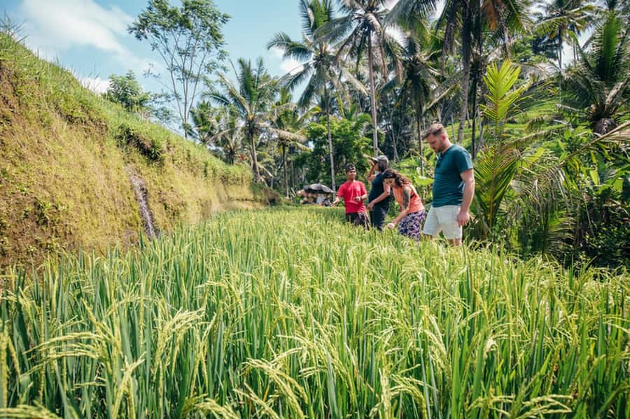 Bali: Rice Terraces Guided Hiking Experience - The 2–3 Kilometer Terrace Trek: Wall Paths, Bamboo Bridges, and Wildlife