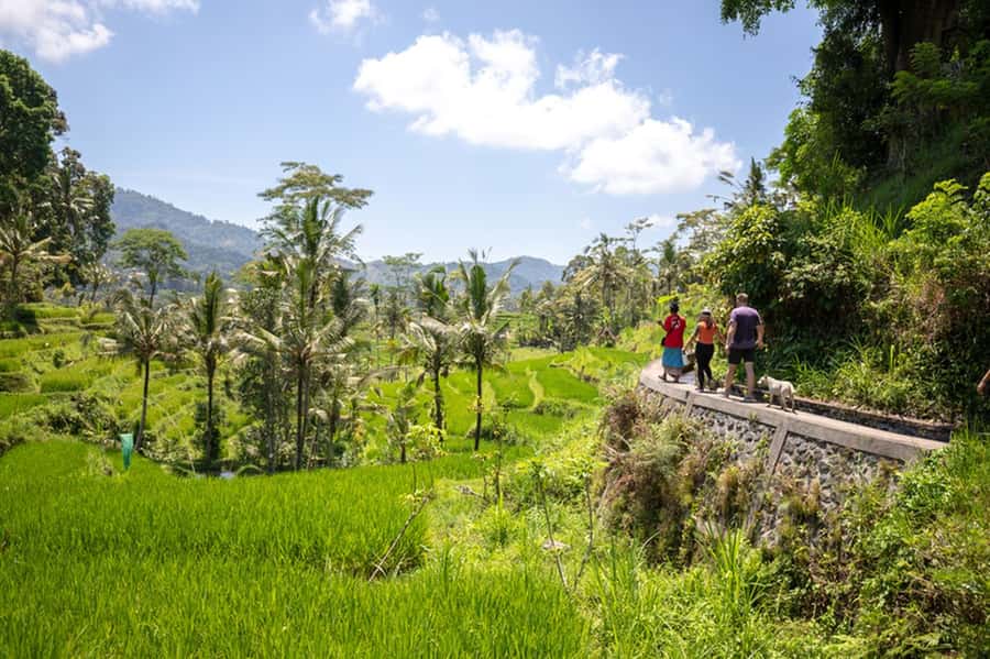 Bali: Rice Terraces Guided Hiking Experience - The Café Reset: Coconut Water or Coffee and a Small Traditional Gift