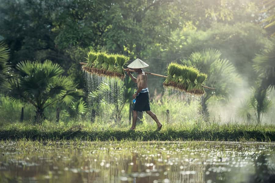 Bali: Rice Terraces Guided Hiking Experience - Starting in Kerobokan: Starbucks, Timings, and What the Day Looks Like
