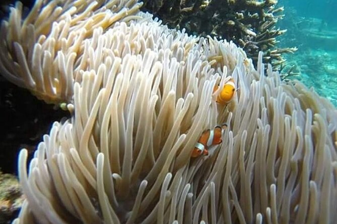 Bali Snorkeling Blue Lagoon with lunch &Optional waterfall Visit - How the Day Flows from Seminyak