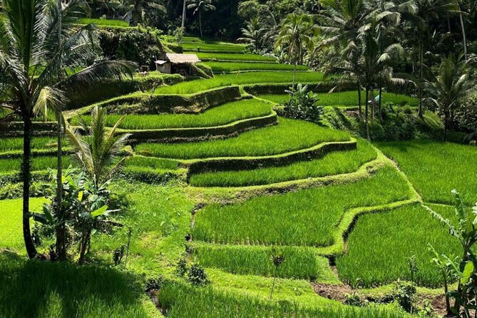 Bali Swing, Monkey Forest and Waterfall Private Tour - Lunch time and pacing: don’t rush the reset