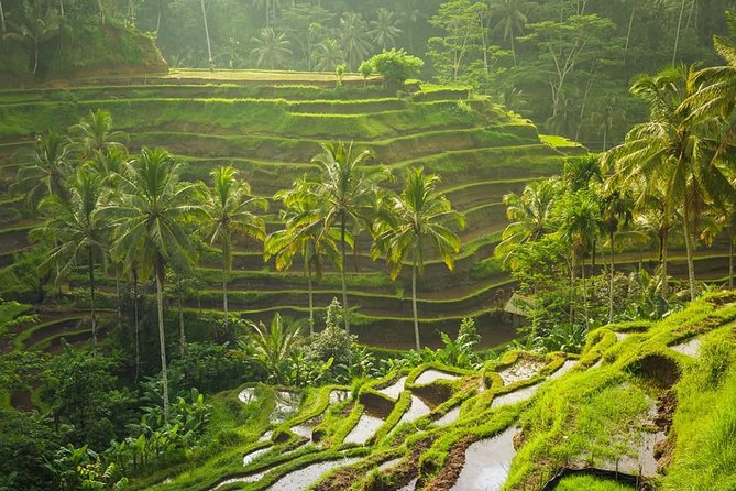 Bali Tribal Private Tour - Experience the best of Ubud, Bali - Sacred Monkey Forest Sanctuary: temples, jungle, and macaques (with rules)