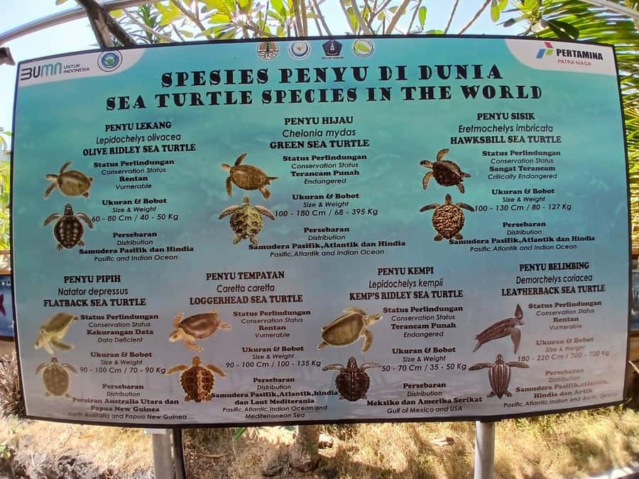 Bali: Turtle Conservation and Education Tour & Local Market - Key highlights to know before you go