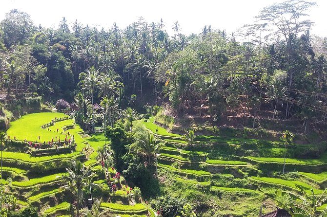 Bali Ubud Private Costomized Tour - Explore Bali your way - 8:00 am start: timing for rice terraces and temples