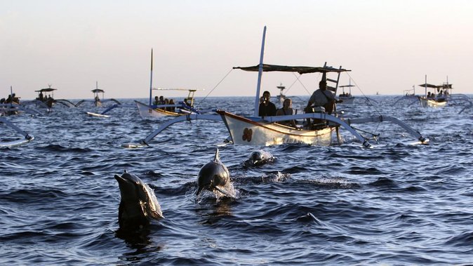 Bali Watching Dolphin at Lovina Beach & aling aling waterfall - The real odds: wild dolphins are unpredictable, but timing helps