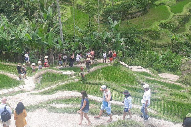 Batur Volcano Sunrise Trekking, Rice Teracce & Bali Coffee Plantation Tour - Before the climb: breakfast, coffee, and meeting your guide