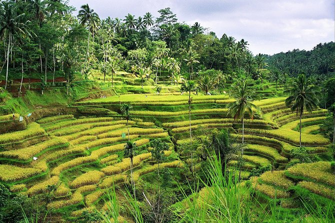 Beauty Of West Bali Tour (Private and All Inclusive) - Coffee Stop at a Luwak Coffee Plantation: A Short Cultural Break