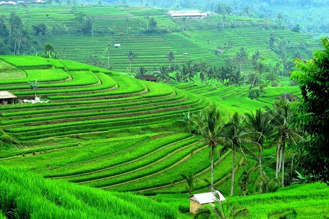 Beratan , lake side temple tour , all inclusive - Banyumala Twin Waterfalls: What the Short Forest Trek Really Means