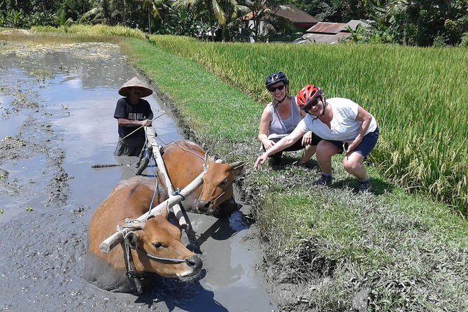 Bike ride in the rice fields, Bali countryside - Rice-field moments with farmers (when the timing works)
