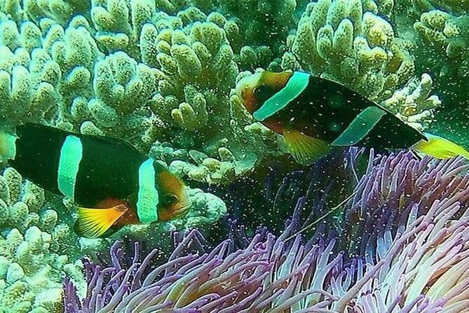 Blue Lagoon Snorkeling with Lunch and Private Transport - Traditional Boat Transfer and the Snorkel Flow You’ll Want