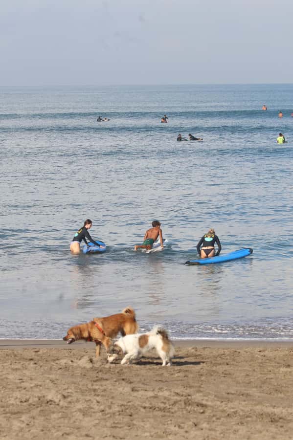 Canggu: 2-Hour Surf Course - Should You Book This Canggu Surf Course?