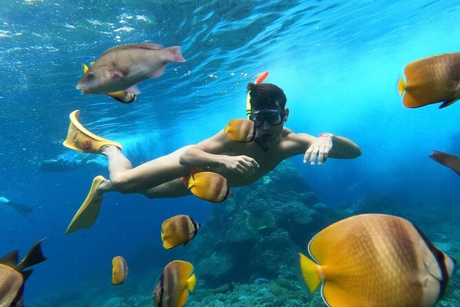Day Trip: Nusa Penida Snorkling - Price and logistics: what $79.06 buys you