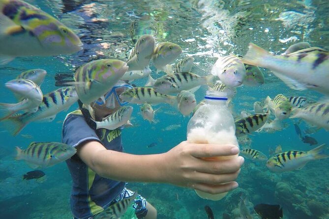 Day Trip: Nusa Penida Snorkling - Snorkeling at Manta Point, Crystal Bay, and Gamat Bay
