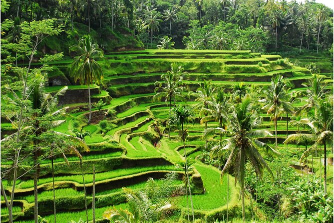 Discover Ubud: 2 Days Ubud Private Tour - Day One: Barong Dance, Monkey Forest Chaos Control, and Tegalalang Views